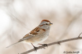 American Tree Sparrow