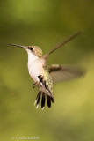 Ruby-Throated  Hummingbird 