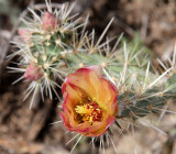 Staghorn Cholla #5