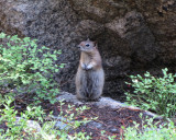 Chipmunk