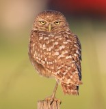 burrow owl.jpg