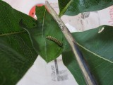 6061 the last caterpillar, about 3/4 inch long