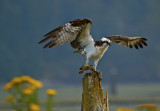 Ospreys Fish Snack - Barry Hetschko<br>CAPA Fall 2012 - Nature - 22 points