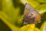 Hairstreak Butterfly - Rosemary Ratcliff<br>CAPA Fall 2012 - Nature - 21 points tied