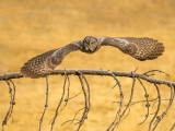 Great Grey Owl - Sandy Stewart<br>CAPA Fall 2012 - Nature - 21 points tied