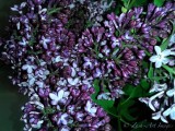 Lilacs in Vase