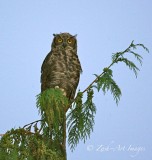 A Young Great Horned Owl