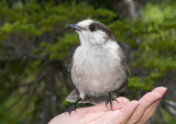 Whiskyjack on Heathers Hand