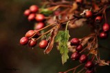 Unknown tree berries