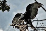  Black or Young Turkey Vulture