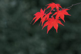 Japanese Maple Leaves.