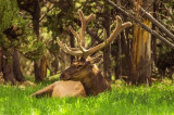 Yellowhead Bull Elk Resting<br>Sandy Evans<br>Celebration of Nature<br>2013<br>Mammals