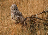 Great Grey Owl<br>Rose Vanderstap<br>Celebration of Nature<br>2013<br>Birds