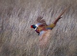 Prairie Wings<br>Carl Erland<br>2013 Celebration of Nature<br>Birds: 22 Points