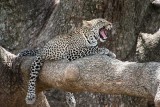 Lazy Leopard<br>Alan Story<br>Celebration of Nature<br>2013<br>Mammals: 24 Points