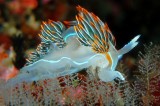 Opalescent Nudibranch<br> Wendy Carey <br>CAPA Fall 2013 <br>Open - 19 points