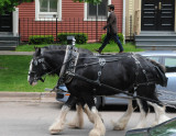 Man Walking The Horses - Ed Wiebe<br>CAPA  2014 Theme Competition<br> Humorous  18  points