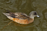 Wigeon - Wendy Carey<br>CAPA 2014 - Nature/Open<br>Nature