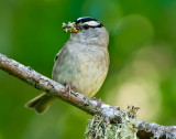 White Crowned Sparrow - Rachel Penney<br>CAPA 2014 - Nature/Open<br>Nature: 22 Points