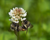Bees on Clover - Racine Erland<br>CAPA 2014 - Nature/Open<br>Nature: 21 Points
