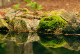 Pond Reflection