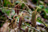 Alder catkins