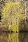 W - Weeping Willow - WH
