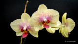 O - Orchid - JH