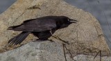 Easters Crow