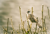 Yellow Crowned Sparrow