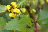 Ants on Oregon grape
