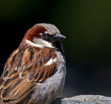  Female House Sparrow