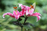 Heather Wade<br>Garden Flowers
