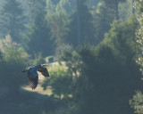 Edward Maxfield<br>Heron in Flight
