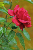 Wilma Harvie<br>Raindrops on Roses