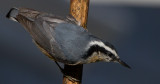 Carl Erland<br>Red Breasted Nuthatch