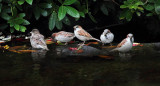 Heather Wade<br>House Sparrows at Tea Time
