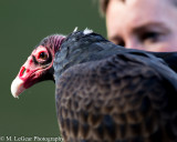 Mark LeGear<br>Phoenix the Turkey Vulture