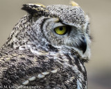 Mark LeGear<br>Young Great Horned Owl
