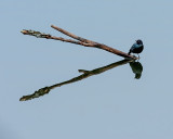 M. E. Rosen<br>Black Bird, on a stick..