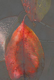 Diana Peglar<br>2014 CAPA Fall Fine Art<br>Leaf Luminosity