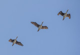 Cormorants In Flight<br>Rosemary Ratcliff<br>CAPA Fall 2014<br>Nature
