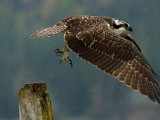 Juvenile Osprey and Rain<br>Barry Hetschko<br>CAPA Fall 2014<br>Nature