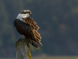 Juvenile Osprey Portrait<br>Barry Hetschko<br>CAPA Fall 2014<br>Nature - Points: 21 tied