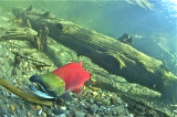 Male Sockeye Salmon<br>Wendy Carey<br>CAPA Fall 2014<br>Nature - Points: 20