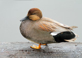 Heather Wade<br>Loafing M. Gadwall Duck