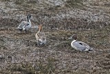 M.E.Rosen<br>Pintails on Parade