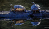 Dale Fenwick<br>Turtles at Beacon Hill