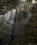Zosia Miller<br>2014 Theme Challenge-Weather<br>Reflections in the Puddles