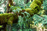 Oskar Flehler<br>Plants on a branch